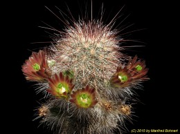 Echinocereus russanthus 1560